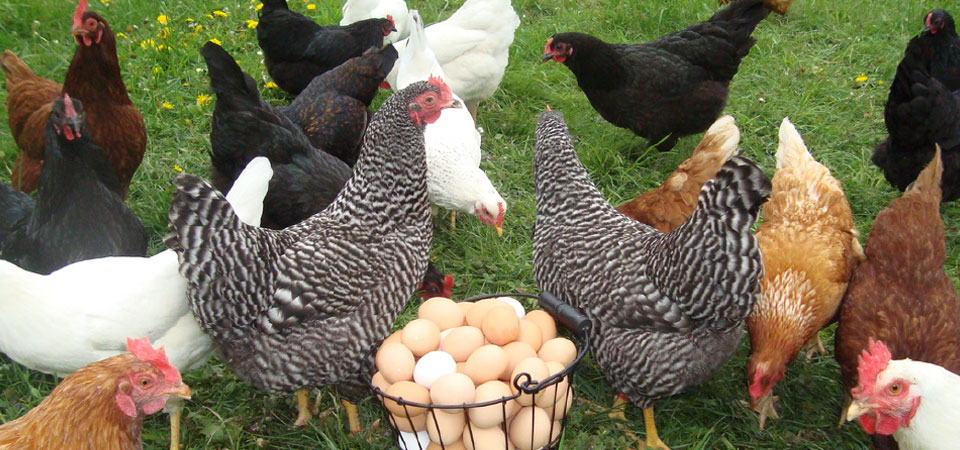 Cosa Dare Da Mangiare Ai Pulcini Di Gallina