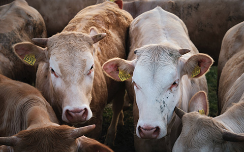 Mangimi per bovini